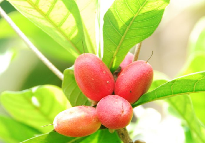 miracle fruit