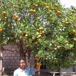 jeruk keprok soe