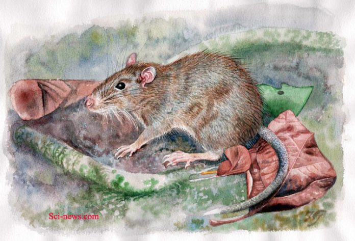 tikus duri boki mekot tikus duri boki mekot