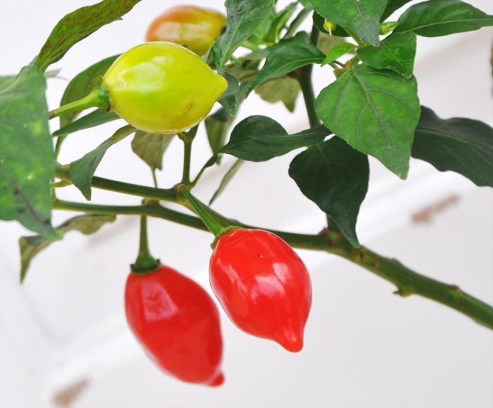 capsaicin sumber pedas cabai cabai terpedas