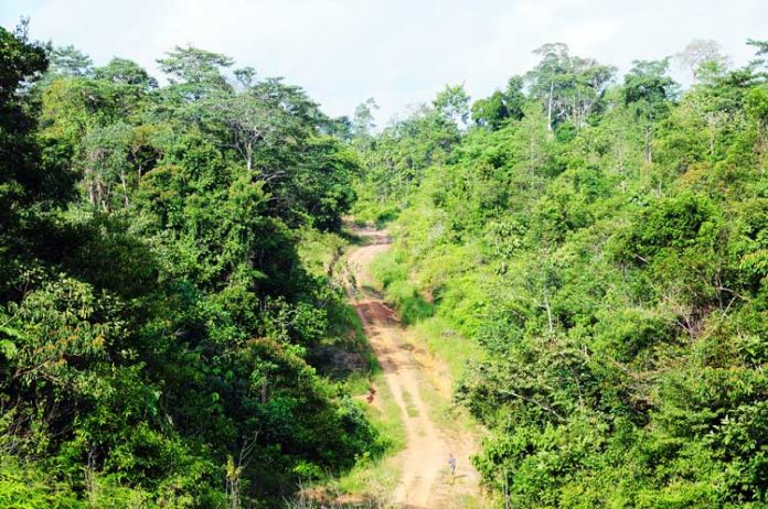hutan harapan jambi hutan harapan