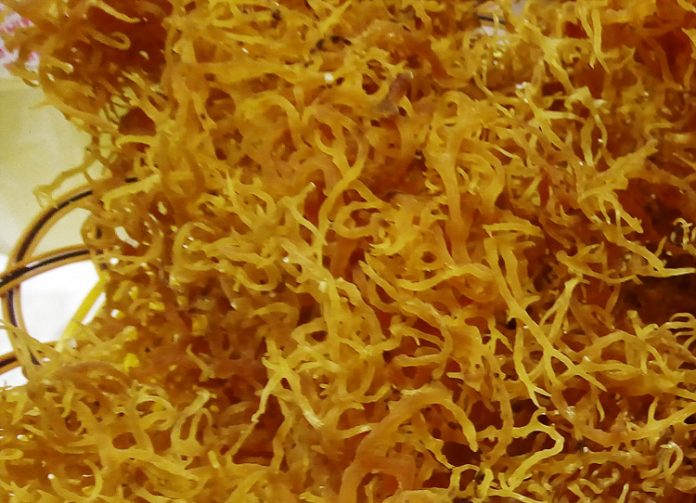 rumput laut rumput laut