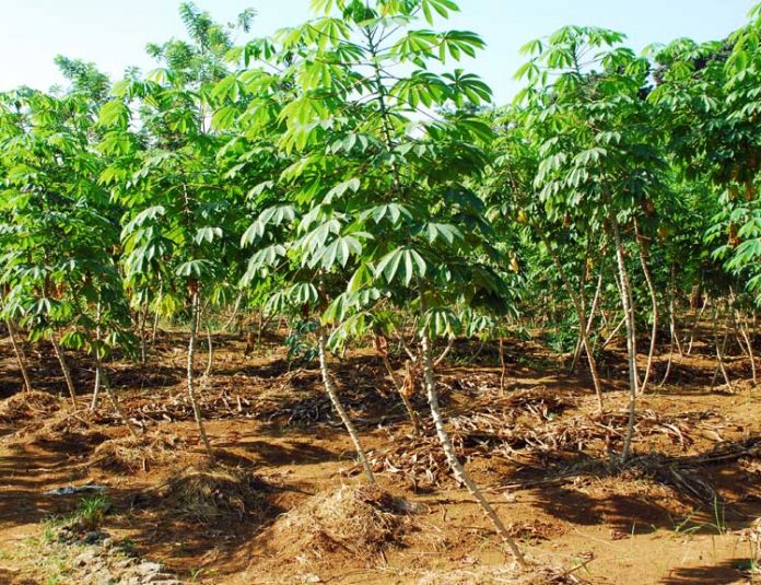 usaha tani kebun singkong