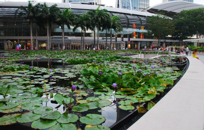 teratai bukan lotus tanaman teratai