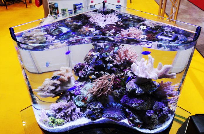 desain akuarium akuarium