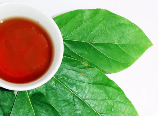 Manfaat daun alpukat untuk kesehatan