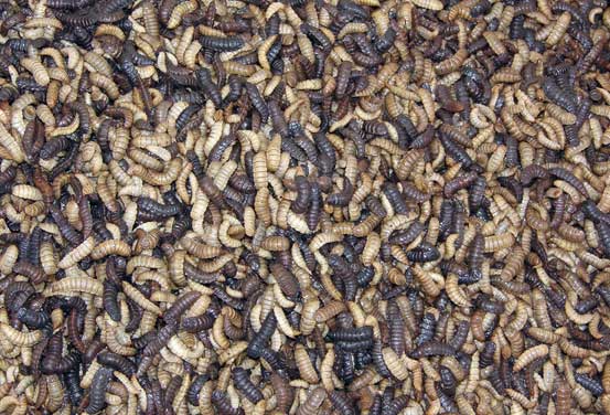 protein maggot maggot