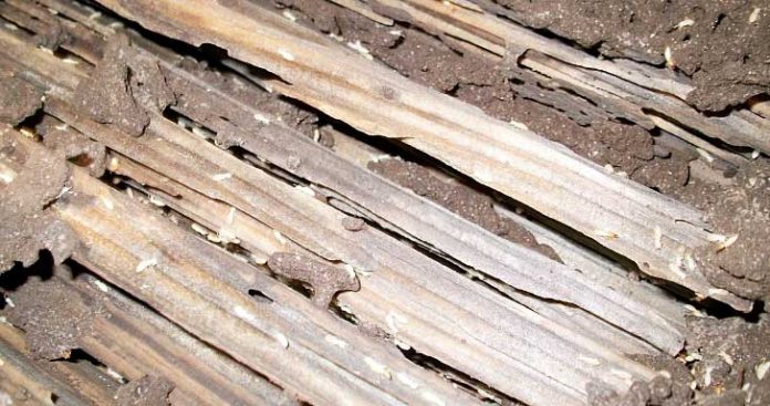 cara usir rayap serangan rayap