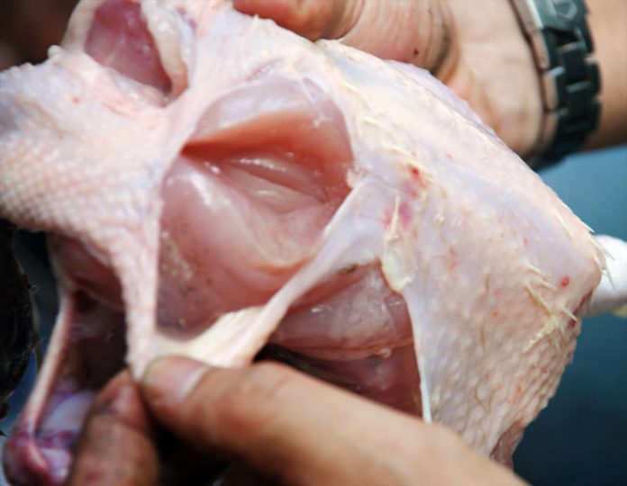 ayam organik ayam organik