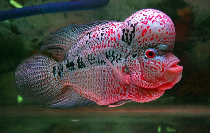 louhan bandung kontes louhan