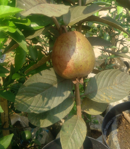 manfaat pupuk daun manfaat pupuk daun