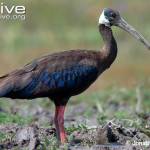 Selamatkan Ibis Karau Di Lahan Basah
