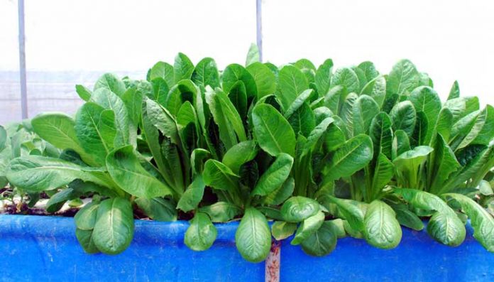 sayuran hidroponik