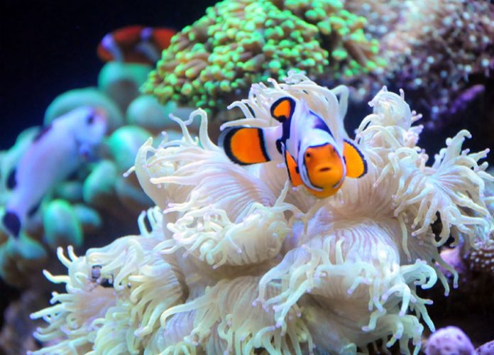 ikan nemo penangkaran ikan nemo