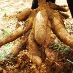 Produksi Singkong 70 Ton/Ha