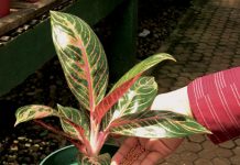 Memupuk Tanaman Hias pupuk tanaman hias