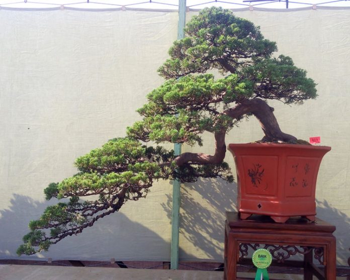 bonsai