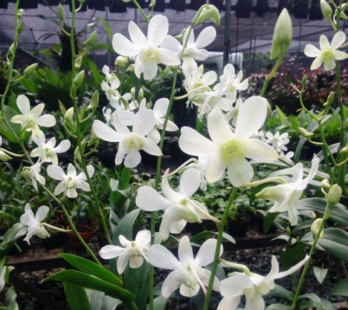 anggrek dendrobium anggrek dendrobium