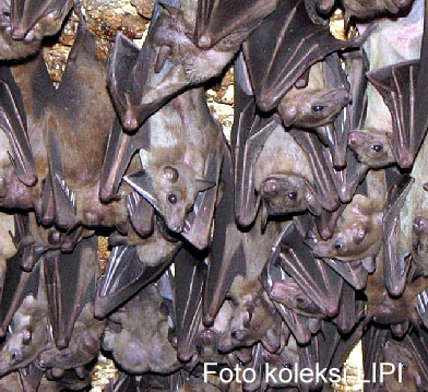 kelelawar gua kelelawar gua