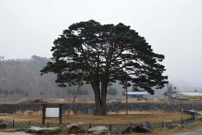 pohon
