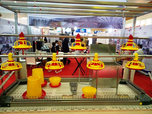 indo livestock indo livestock