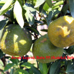 jeruk keprok