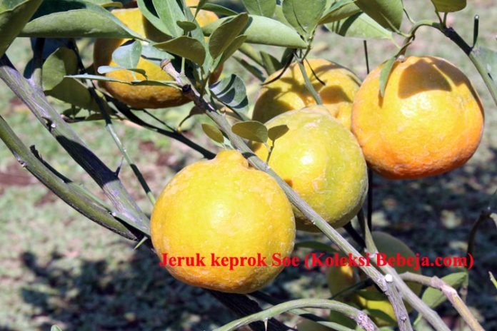 jeruk keprok jeruk keprok