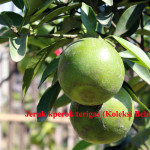 jeruk keprok