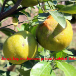 jeruk keprok