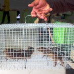 Perangkap Tikus Ampuh