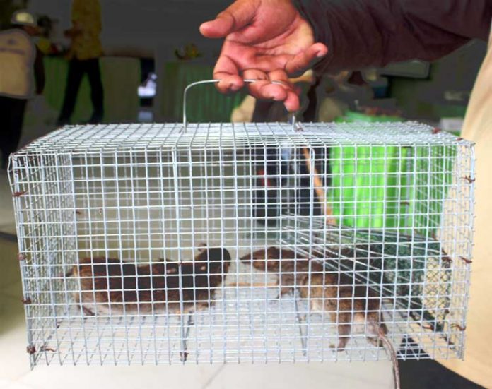 perangkap tikus perangkap tikus