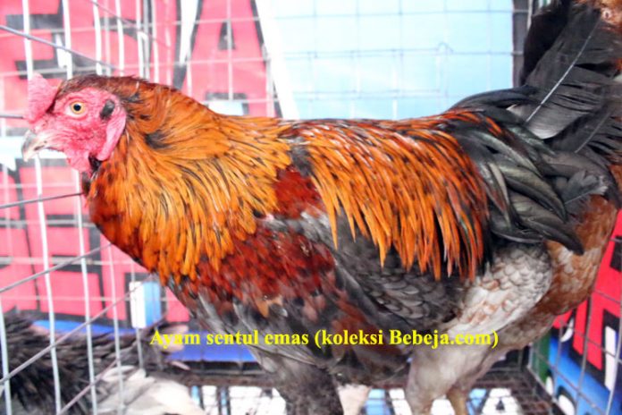 ayam sentul ayam sentul