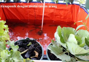 akuaponik