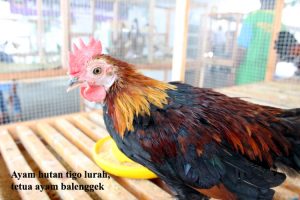 ayam balenggek