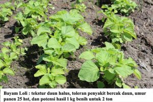 jenis unggul bayam