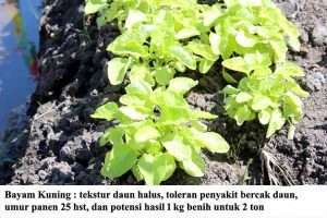 jenis unggul bayam