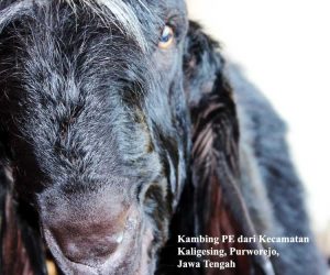 kambing pe