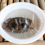 kepiting soka
