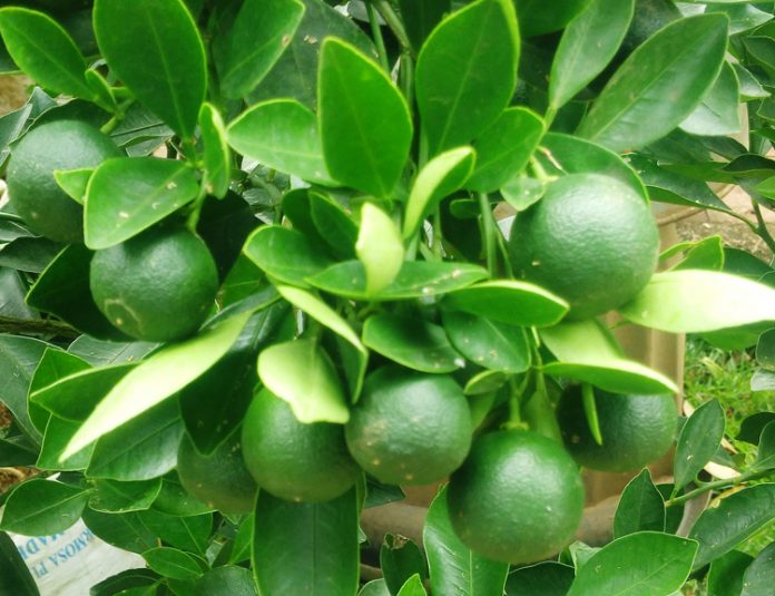 jeruk jeruk
