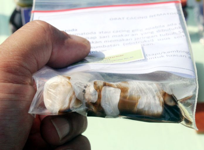 obat cacing