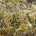 Seri Padi Unggul (1): Wangi Padi Hipa 18