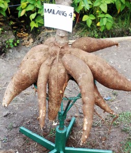 singkong