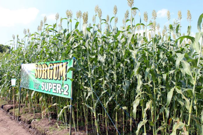 sorgum