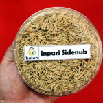 Seri Padi Unggul (3): Padi Mutasi BATAN