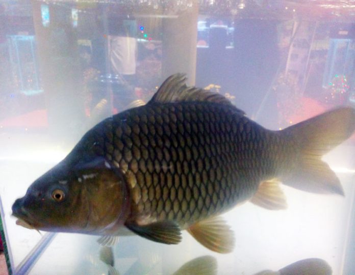 ikan mas ikan mas