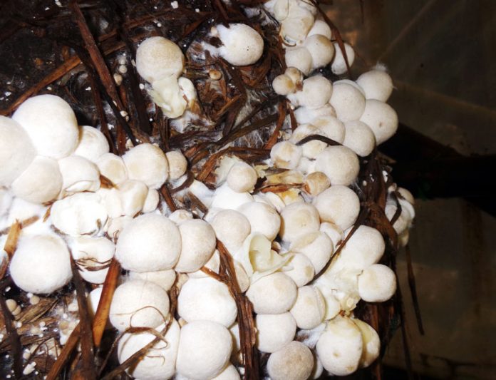 jamur merang jamur merang