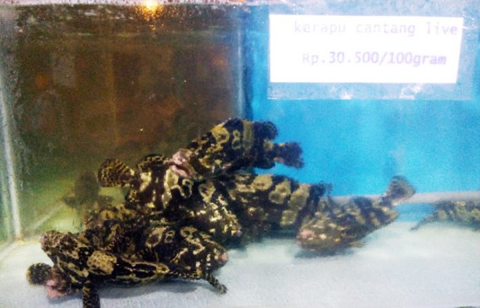 kerapu cantang kerapu cantang