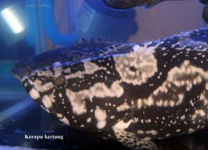 kerapu kertang