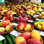 mangga-india2