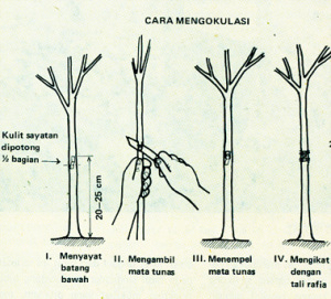 petai-okulasi1